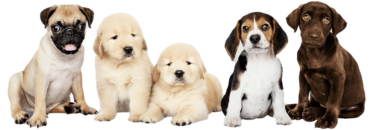 Four Legged Pets Supplies