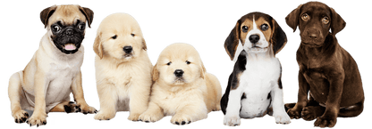 Four Legged Pets Supplies